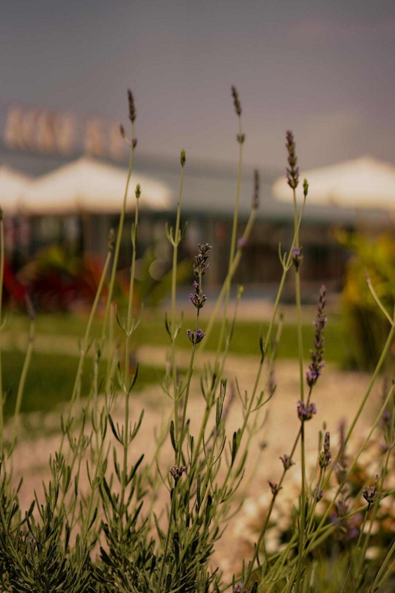 La Vida Otel Urla Ngoại thất bức ảnh